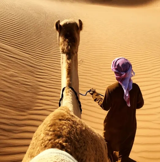 Imagen de Safari en el desierto